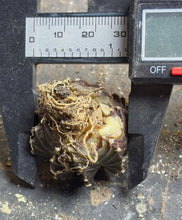 Load image into Gallery viewer, Gymnocalycium Friedrichii
