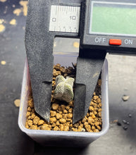 Load image into Gallery viewer, ASTROPHYTUM MYRIOSTIGMA CV. ONZUKA F. CRESTATA
