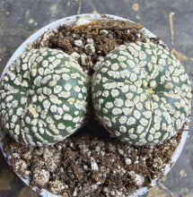 Load image into Gallery viewer, Astrophytum asterias
