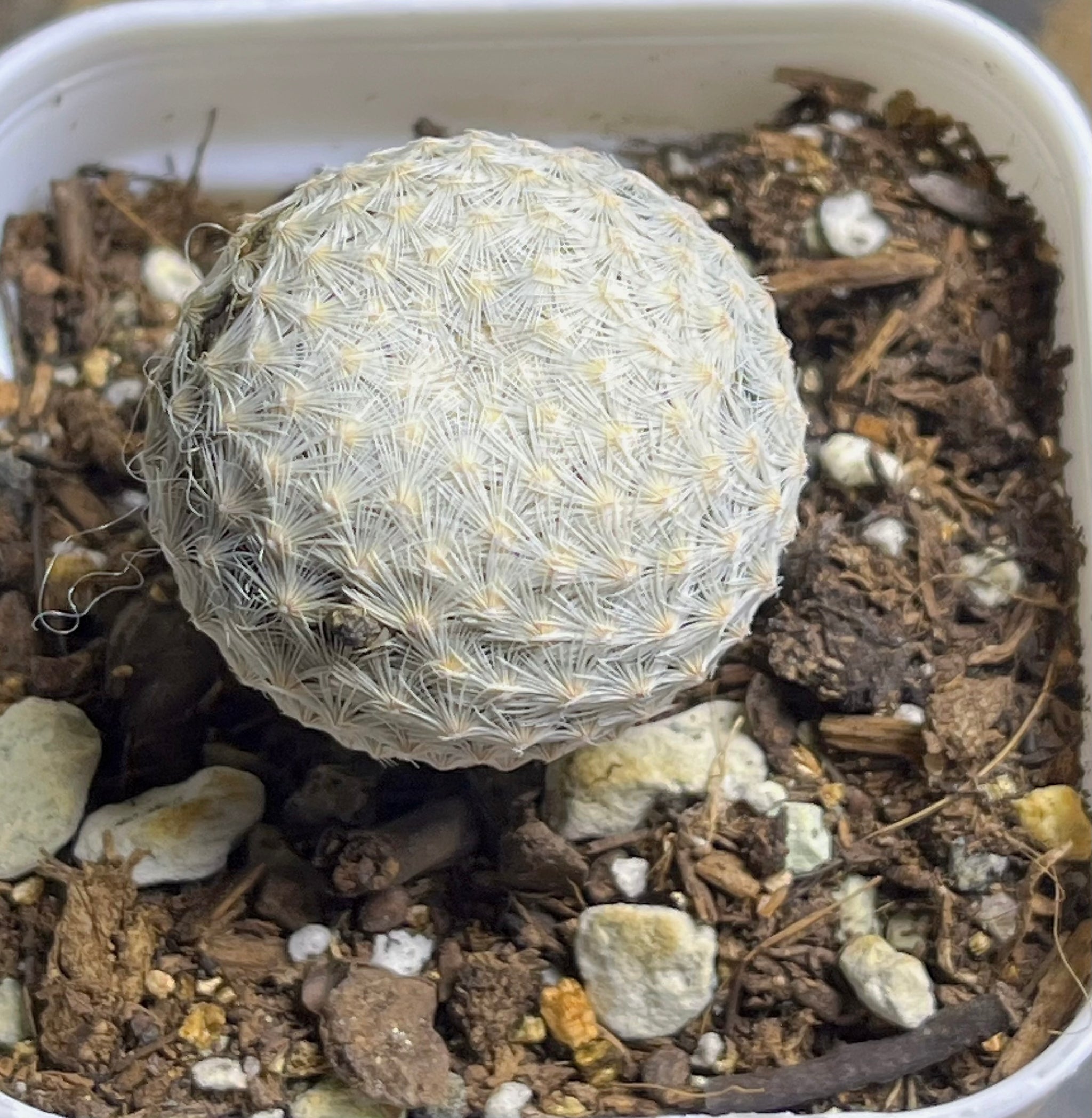 Mammillaria egregia – Sunshine Garden