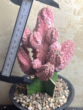 Load image into Gallery viewer, Euphorbia abdelkuri Variegated
