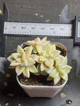 Load image into Gallery viewer, Graptopetalum &#39;Victor Kane variegated
