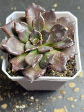 Load image into Gallery viewer, Echeveria &#39;Black Madiba
