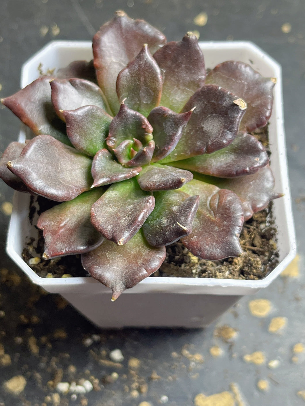 Echeveria 'Black Madiba