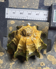 Load image into Gallery viewer, Gymnocalycium Friedrichii
