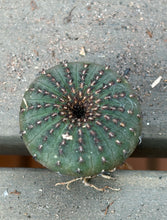 Load image into Gallery viewer, Frailea asterioides
