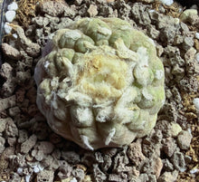 Load image into Gallery viewer, Copiapoa hypogea (Lizard skin)
