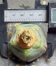 Load image into Gallery viewer, Astrophytum asterias purple
