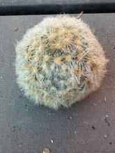 Load image into Gallery viewer, Mammillaria carmenae
