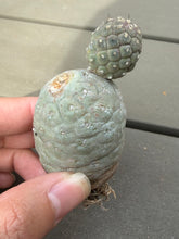 Load image into Gallery viewer, Tephrocactus geometricus
