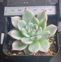 Load image into Gallery viewer, Echeveria chihuahuaensis variegated
