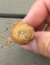 Load image into Gallery viewer, Othonna cacalioides
