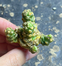 Load image into Gallery viewer, Dorstenia horwoodii
