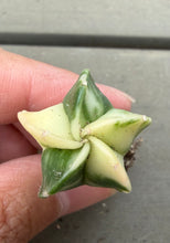 Load image into Gallery viewer, Astrophytum myriostigma variegated
