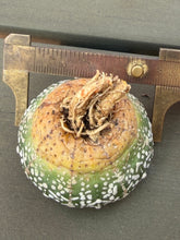 Load image into Gallery viewer, Astrophytum asterias 'Super Kabuto V-Type
