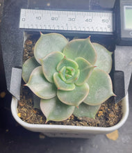 Load image into Gallery viewer, Succulent Lake Baikal variegated
