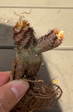 Load image into Gallery viewer, Euphorbia Ramena
