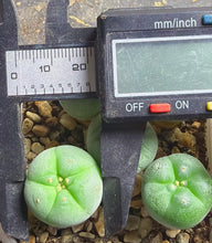 Load image into Gallery viewer, Lophophora peyote( each)
