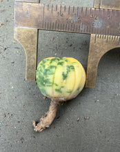 Load image into Gallery viewer, Astrophytum asterias Variegated
