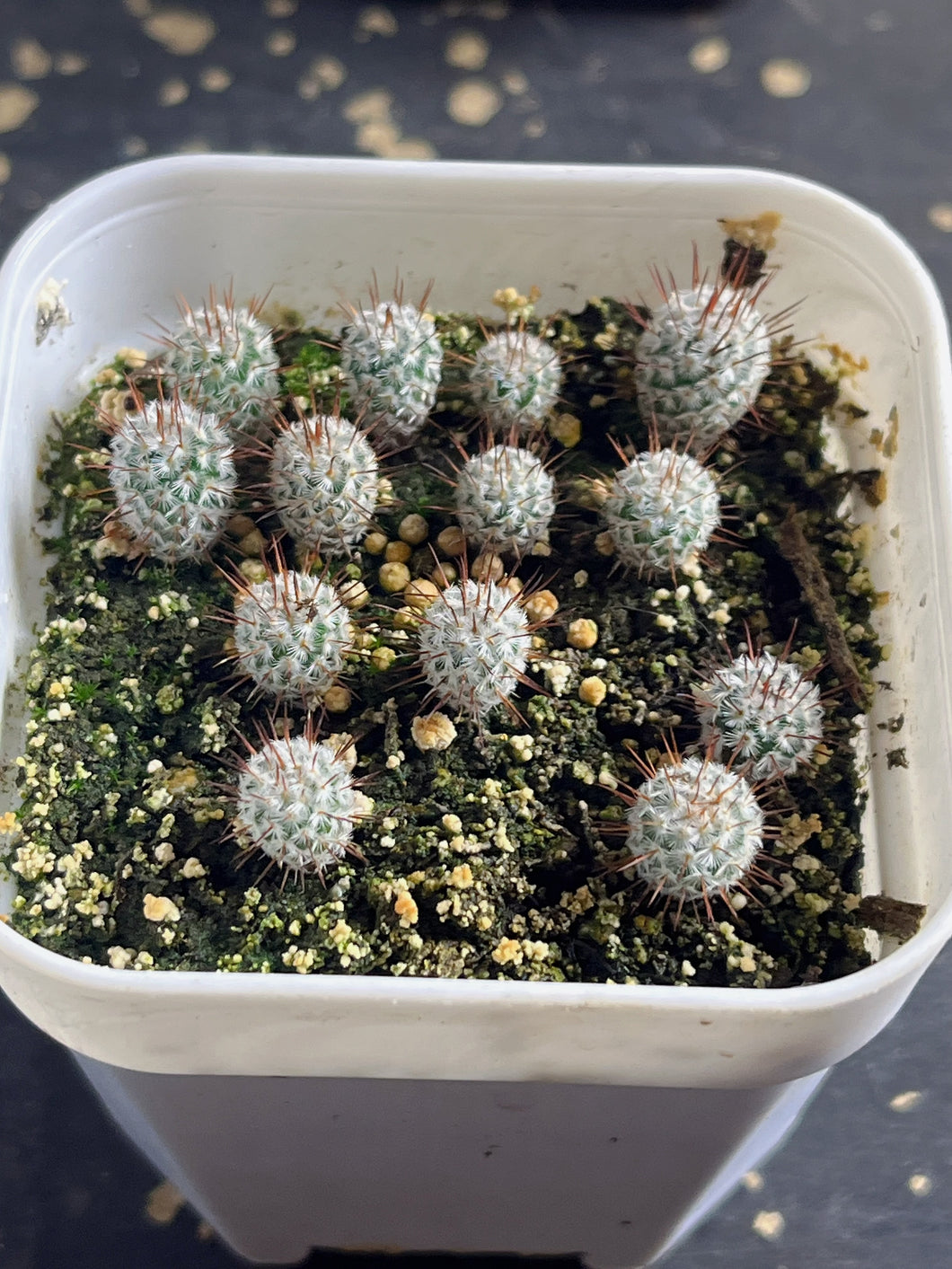 Mammillaria perezdelarosae （each)
