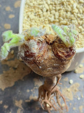 Load image into Gallery viewer, Pelargonium Triste
