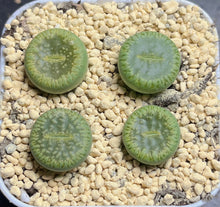 Load image into Gallery viewer, C48a Lithops Aucampiae
