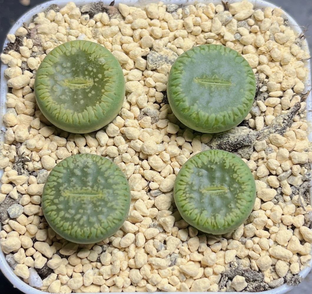 C48a Lithops Aucampiae