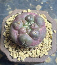 Load image into Gallery viewer, CORYPHANTHA ELEPHANTIDENS CV. INERMIS “Purple “
