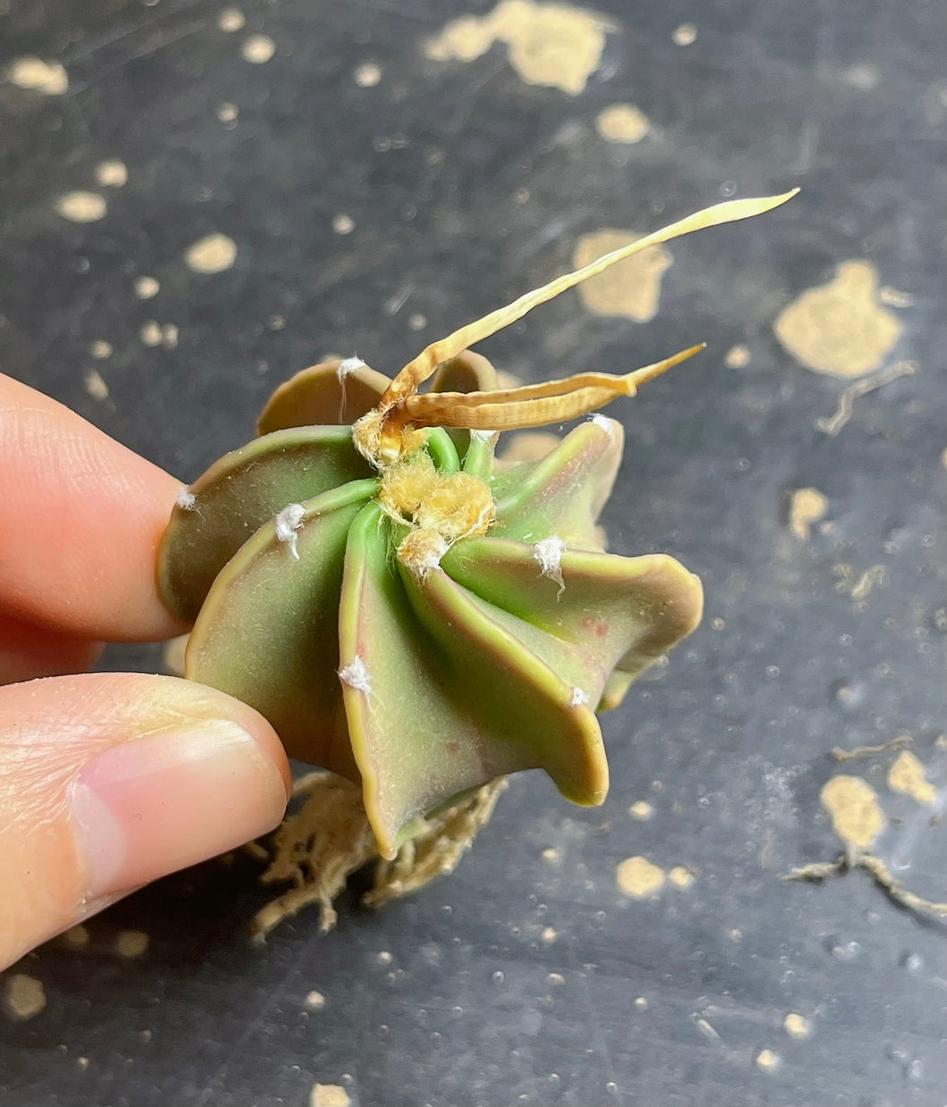 Astrophytum capricorne ‘buffalo‘