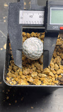 Load image into Gallery viewer, Mammillaria herrerae
