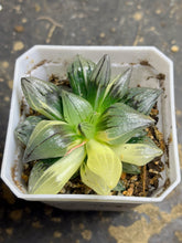 Load image into Gallery viewer, Haworthia magnifica v.atrofusca Variegated
