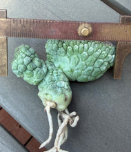 Load image into Gallery viewer, Larryleachia cactiformis crested
