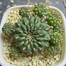 Load image into Gallery viewer, Sulcorebutia rauschii
