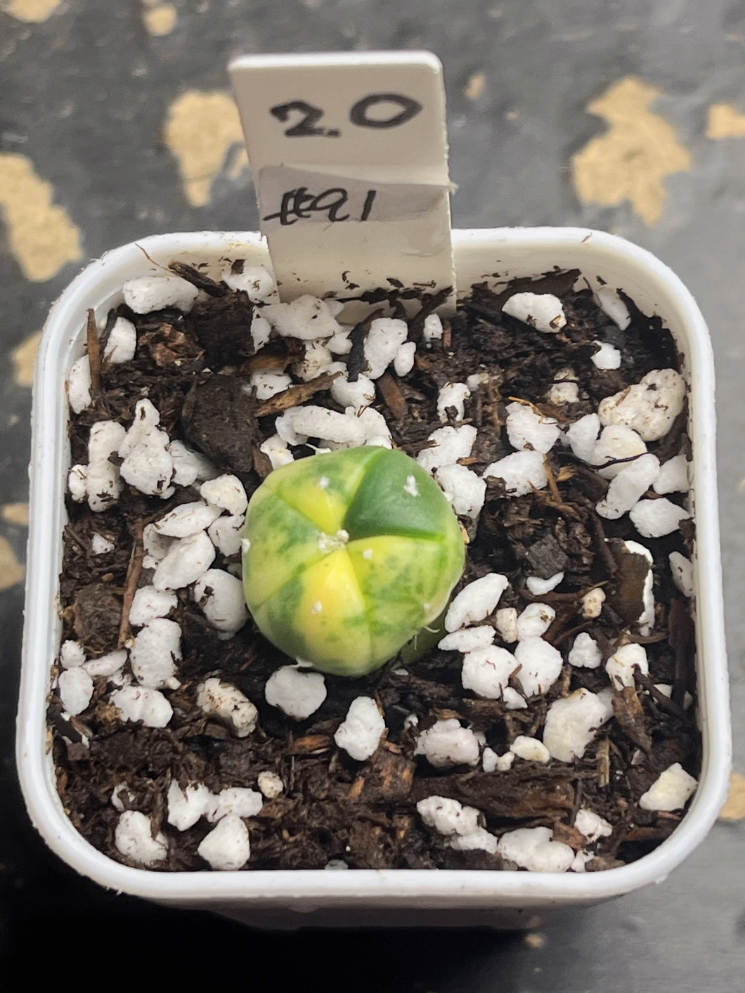 Astrophytum asterias Variegated