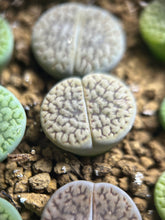 Load image into Gallery viewer, Lithops hookeri
