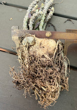 Load image into Gallery viewer, Euphorbia suzannae-marnierae
苏珊娜
