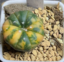 Load image into Gallery viewer, Astrophytum asterias Variegated
