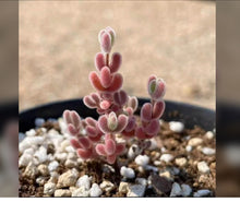 Load image into Gallery viewer, Drosanthemum eburneum
