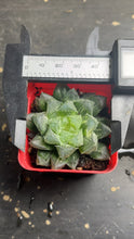 Load image into Gallery viewer, Haworthia variegated

