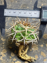 Load image into Gallery viewer, Gymnocalycium ambatoense
