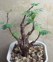 Load image into Gallery viewer, Senna meridionalis
