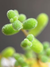 Load image into Gallery viewer, Drosanthemum sp （big）
