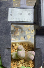 Load image into Gallery viewer, Conophytum marginatum ssp.

