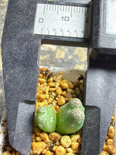 Load image into Gallery viewer, Conophytum marginatum ssp.
