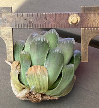 Load image into Gallery viewer, Haworthia
