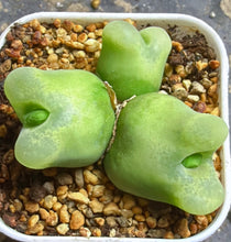 Load image into Gallery viewer, Conophytum Maughanii
