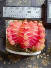 Load image into Gallery viewer, Gymnocalycium mihanovichii variegata
