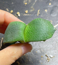 Load image into Gallery viewer, Gasteria armstrongii
