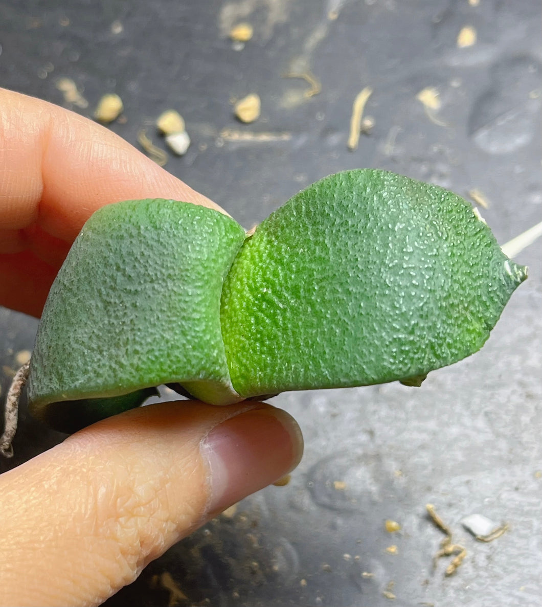 Gasteria armstrongii