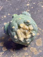 Load image into Gallery viewer, Lophophora peyote
